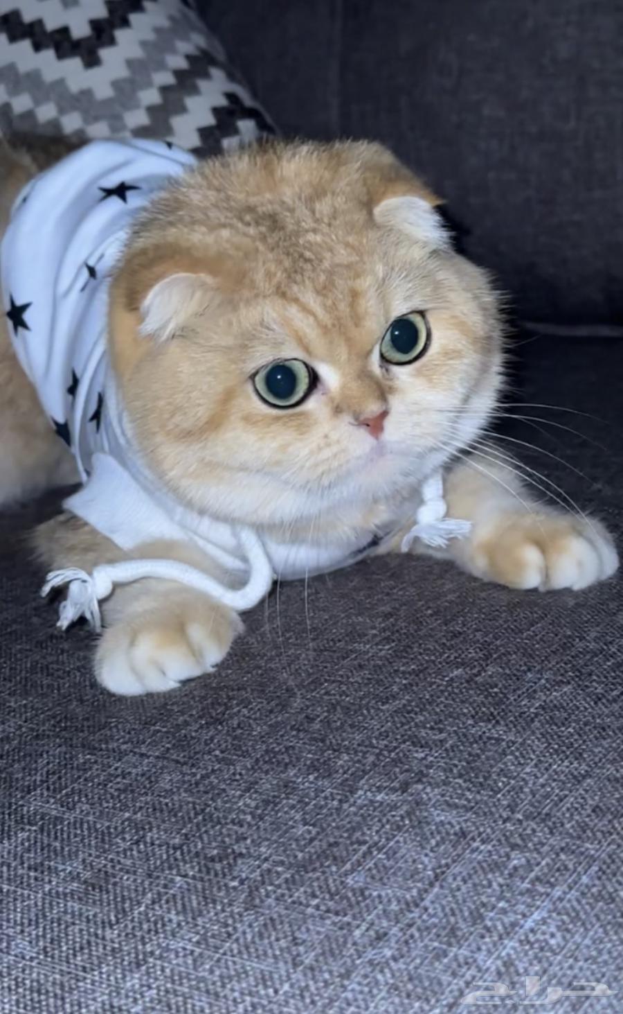 انثى سكوتش فولد قولد64381795483522110