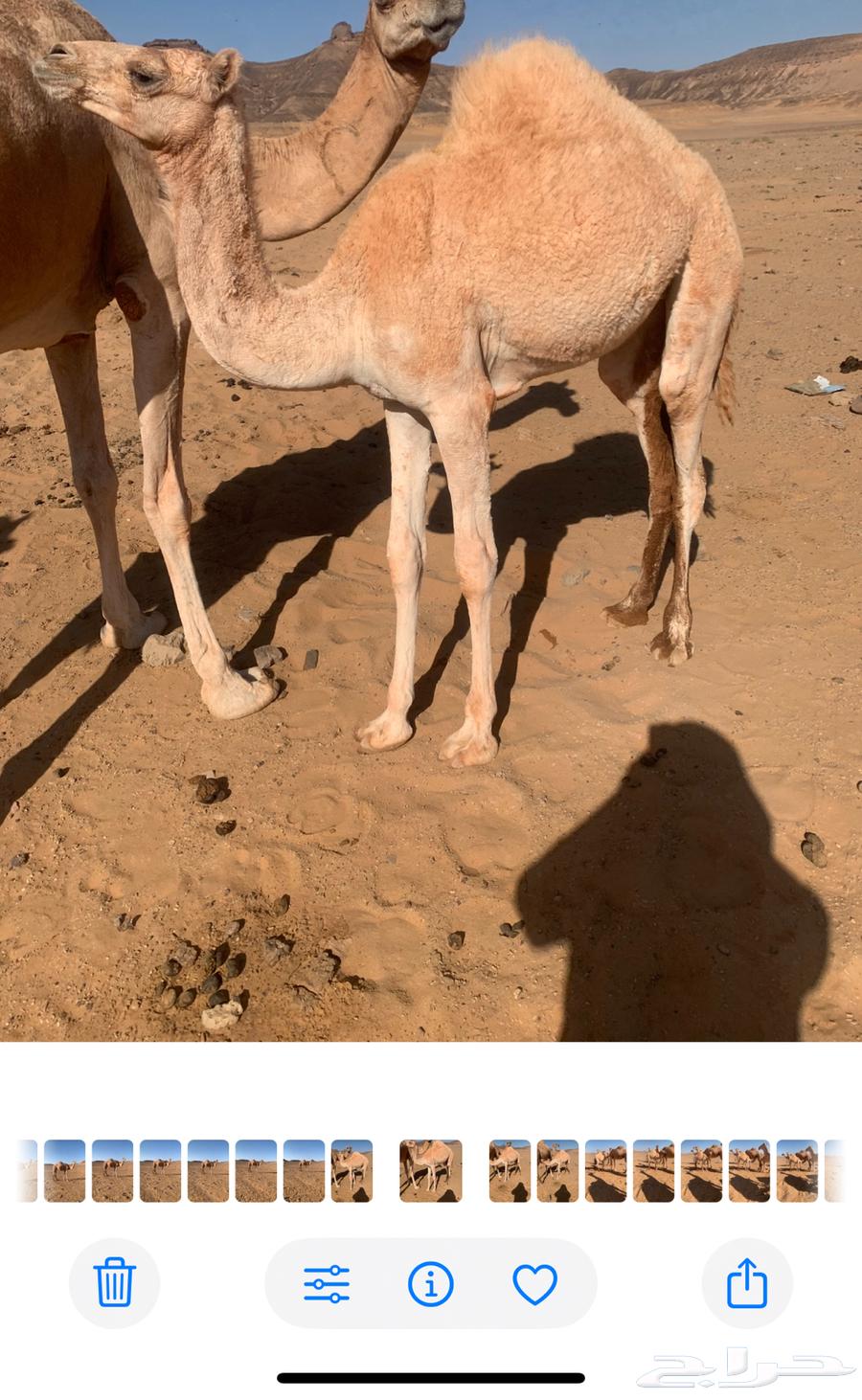 بكره للبيع عدله عمرها 7 شهور64381976174721113