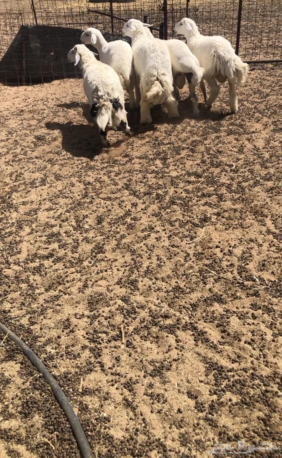 خرفان لبيع64387662639363113