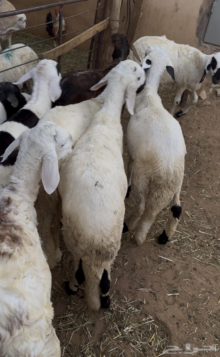 سواكن بلدي انتاج  محلي64368120014851110