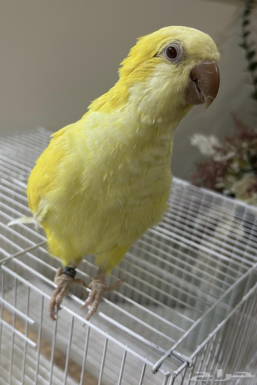 طير كويكر لاتينو للبيع64387313324161113