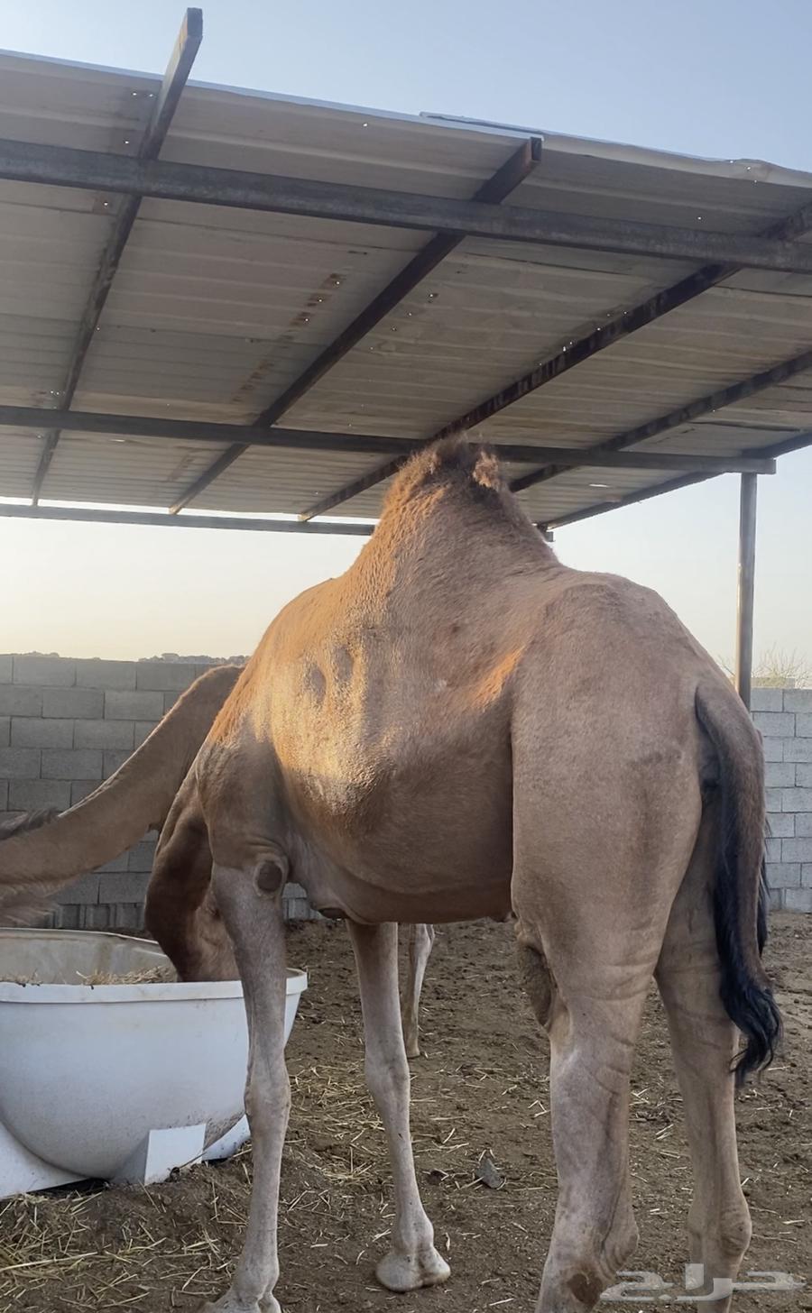 للبيع لقحه كفو(نقبل البدل المناسب)64379941865346111