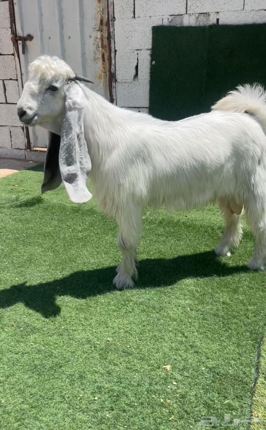 تيس عارضي ابيض صنف نادر خصمم64382693841027110