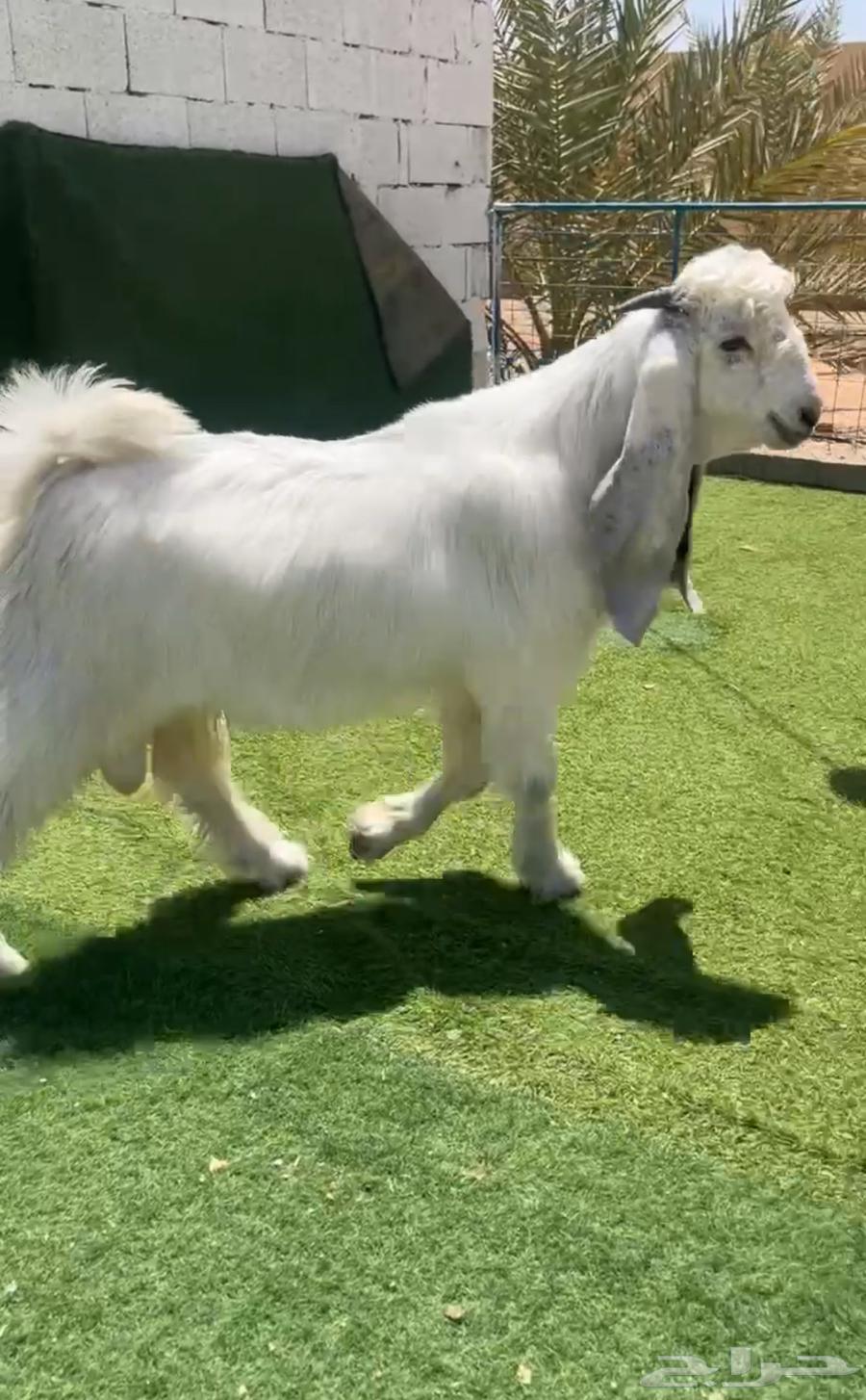 تيس عارضي ابيض صنف نادر خصمم64382693841027111