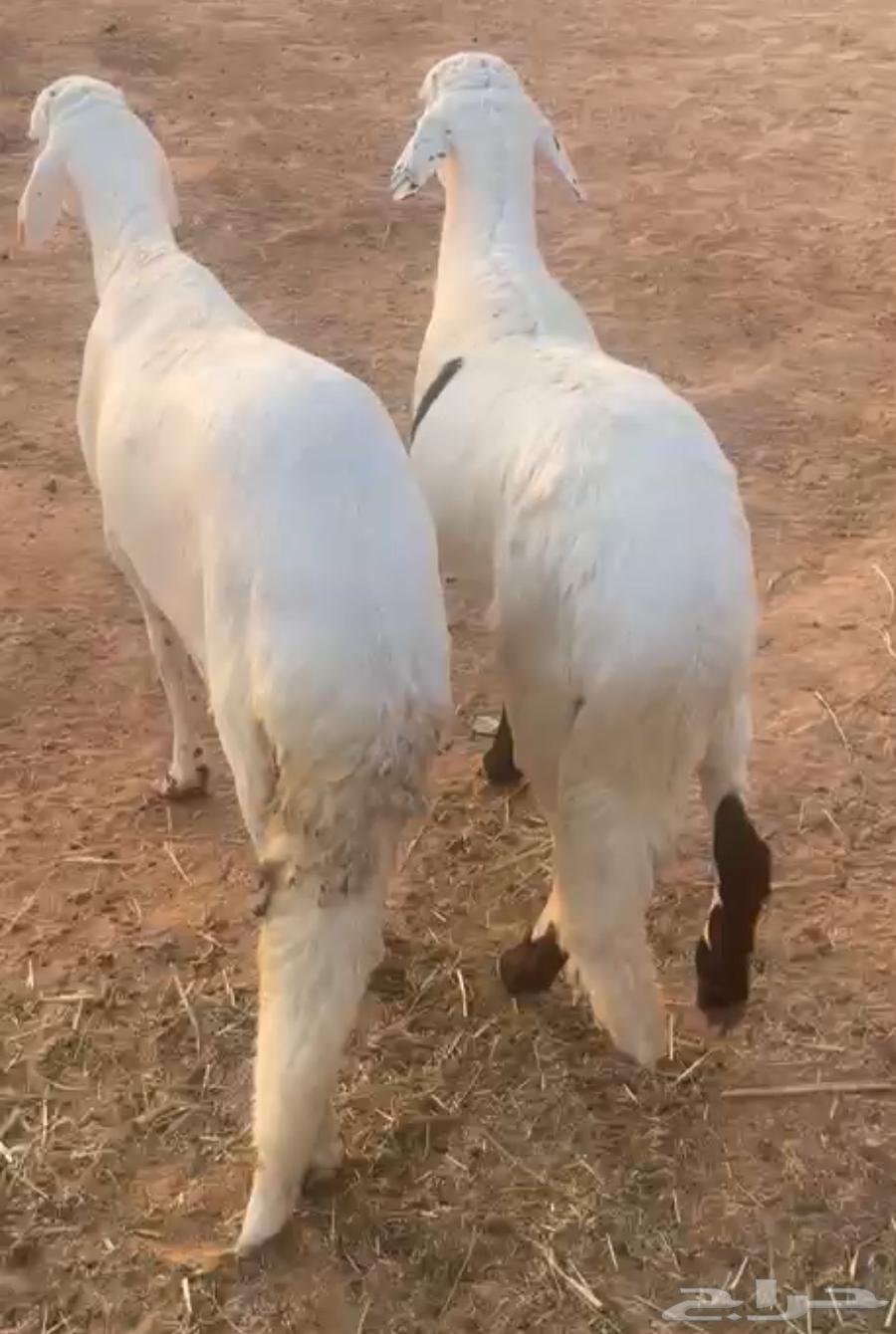 طليان سواكن64379822337409112