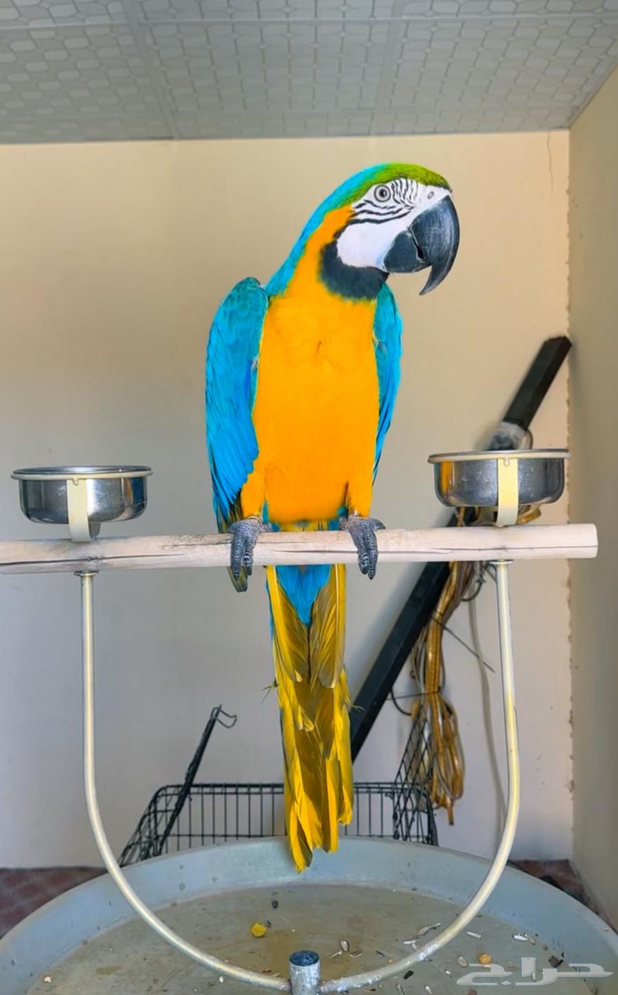 مكاو بلو اند قولد اليف متكلم64388023587458110