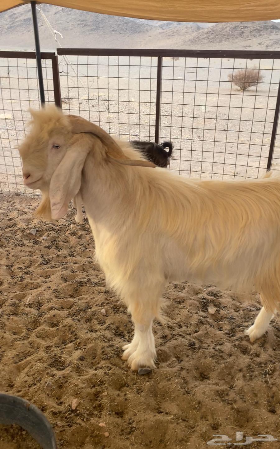 معزا للبيع مع الفحل64387704390017110