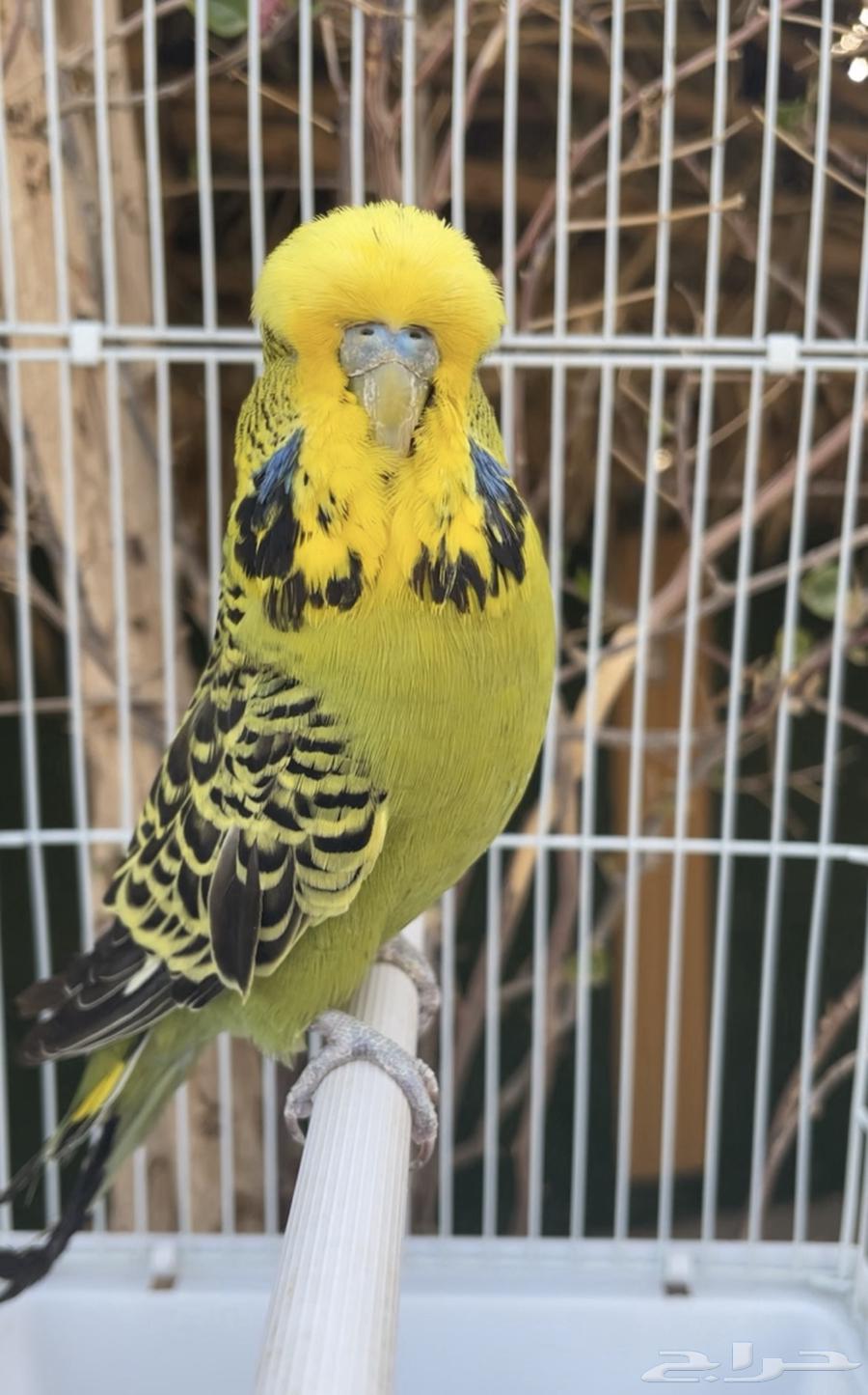 ذكر بادجي إنجليزي طيور حب64380847203969111