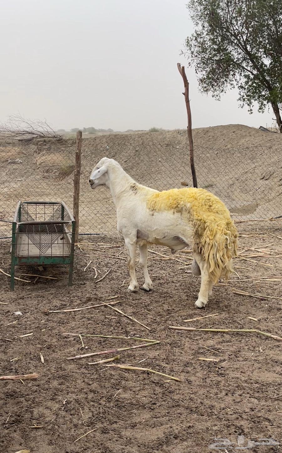 فحل حري صنف الصنف64373551277442111