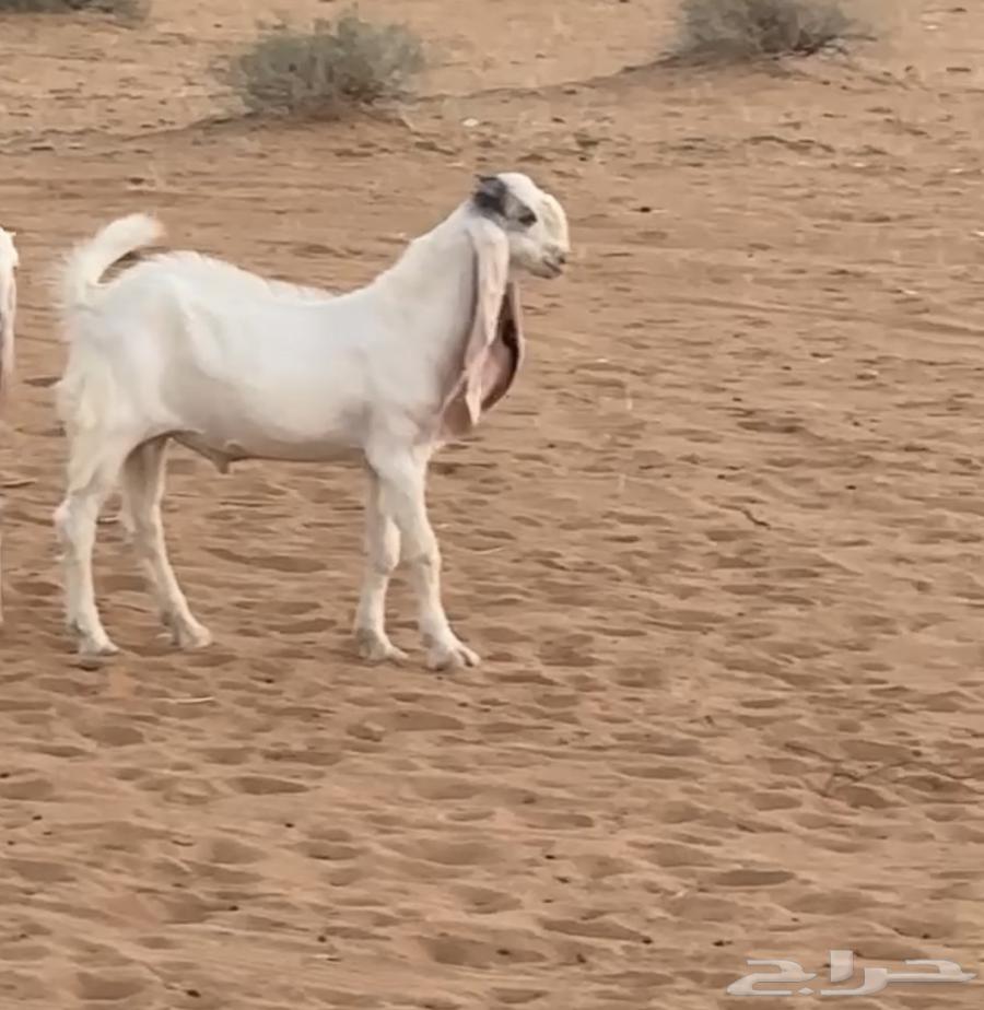 للبيع64391892921347110