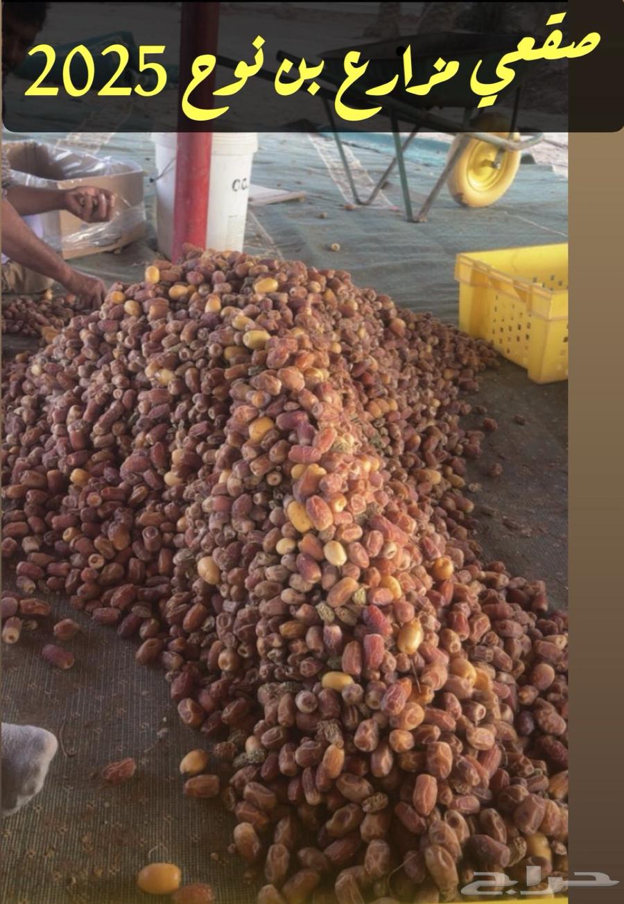 Tamr Saq'i64384576583297111