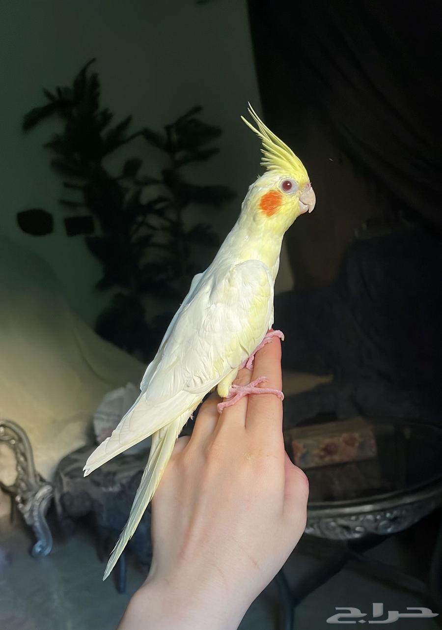 للبيع ببغاء الكروان الملكي64385551057153112