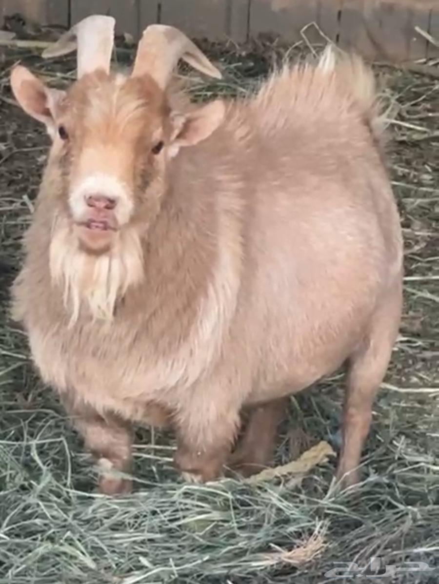 تبس قزم للبيع64388990682882110