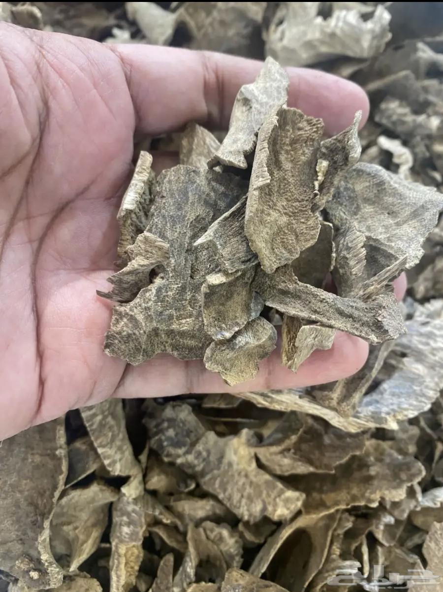 عود طبيعي ومحسن لجميع المناسبات64381067895555110