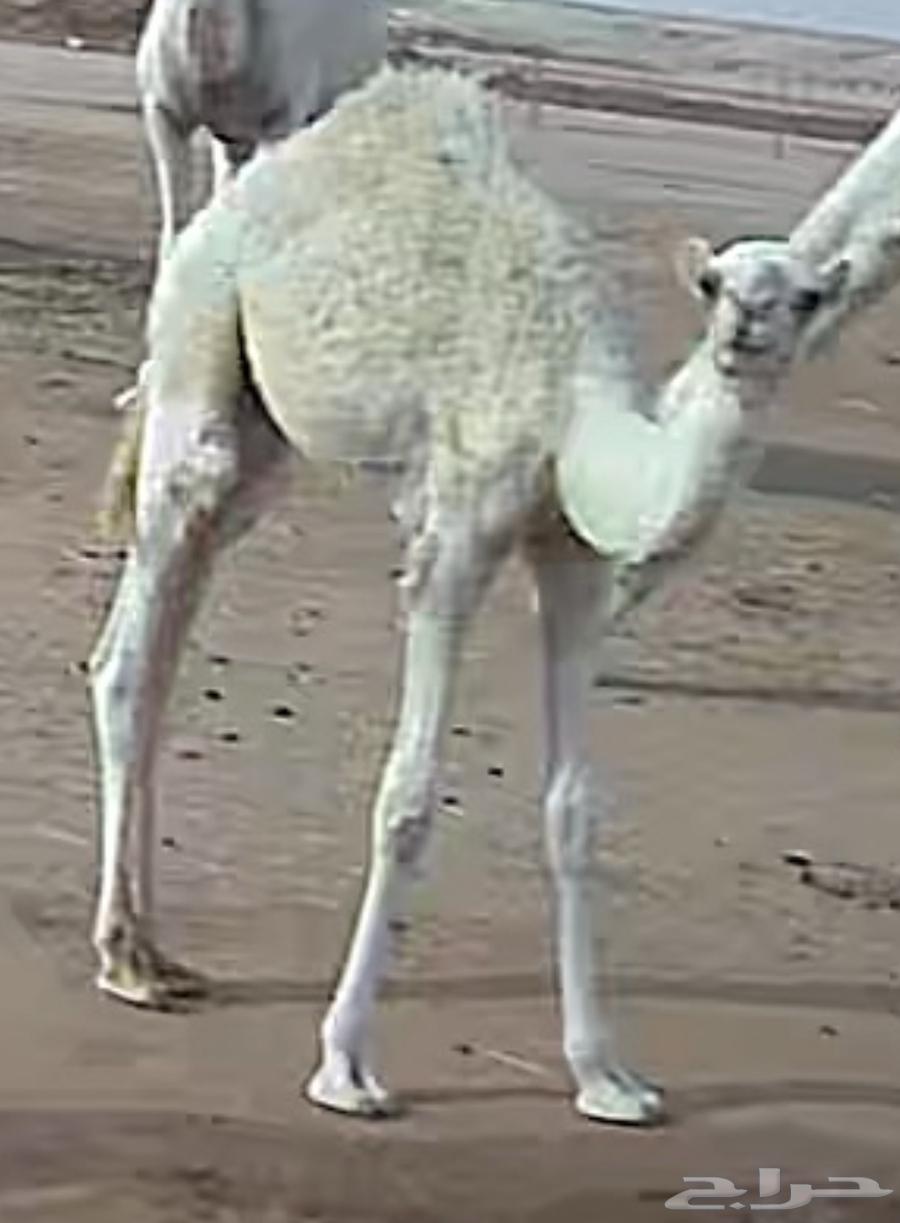 قعود قصب64378803575937110