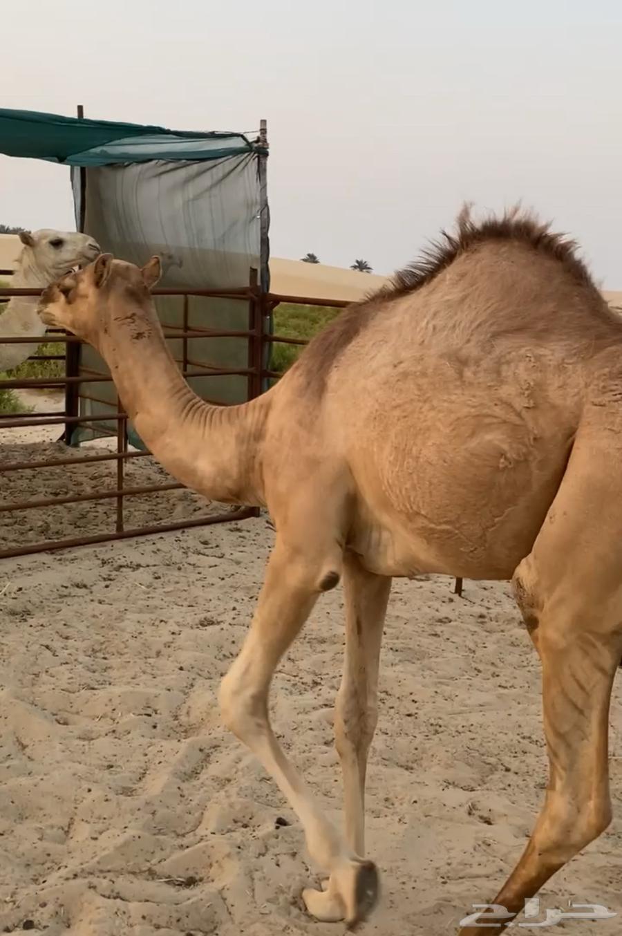 قعود سنه مفرود64379805155075111