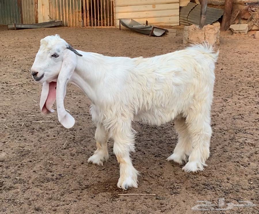 تيس عارضي كريمي مشروع فحل64384925150595110