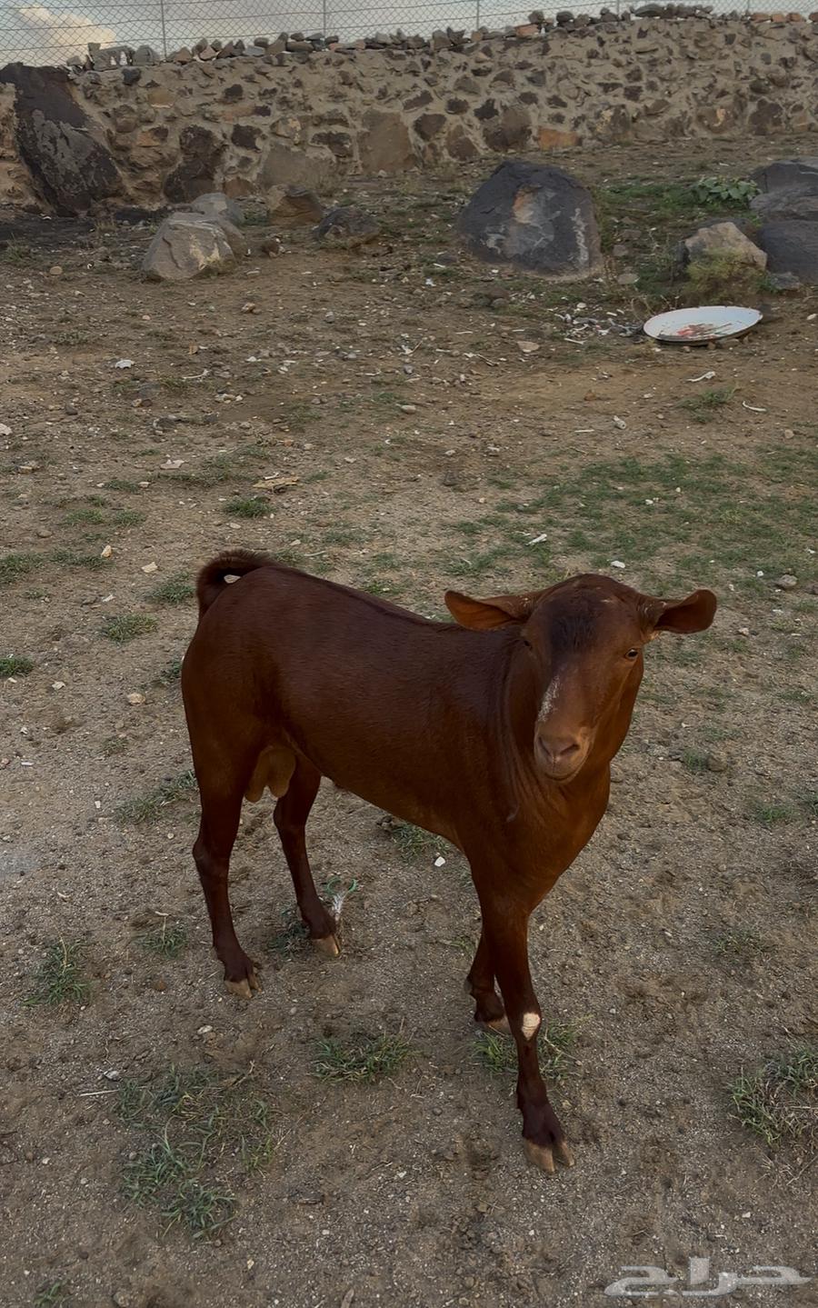 تيس فحل اجم سنه رباع64389681288707112