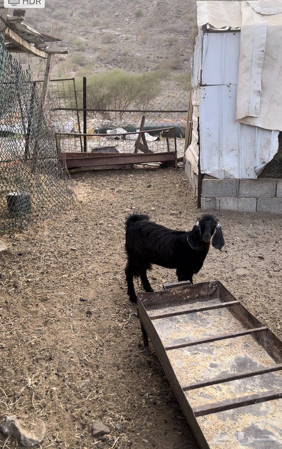 جفره عارضيه شحم ونظيفه64391549761281110