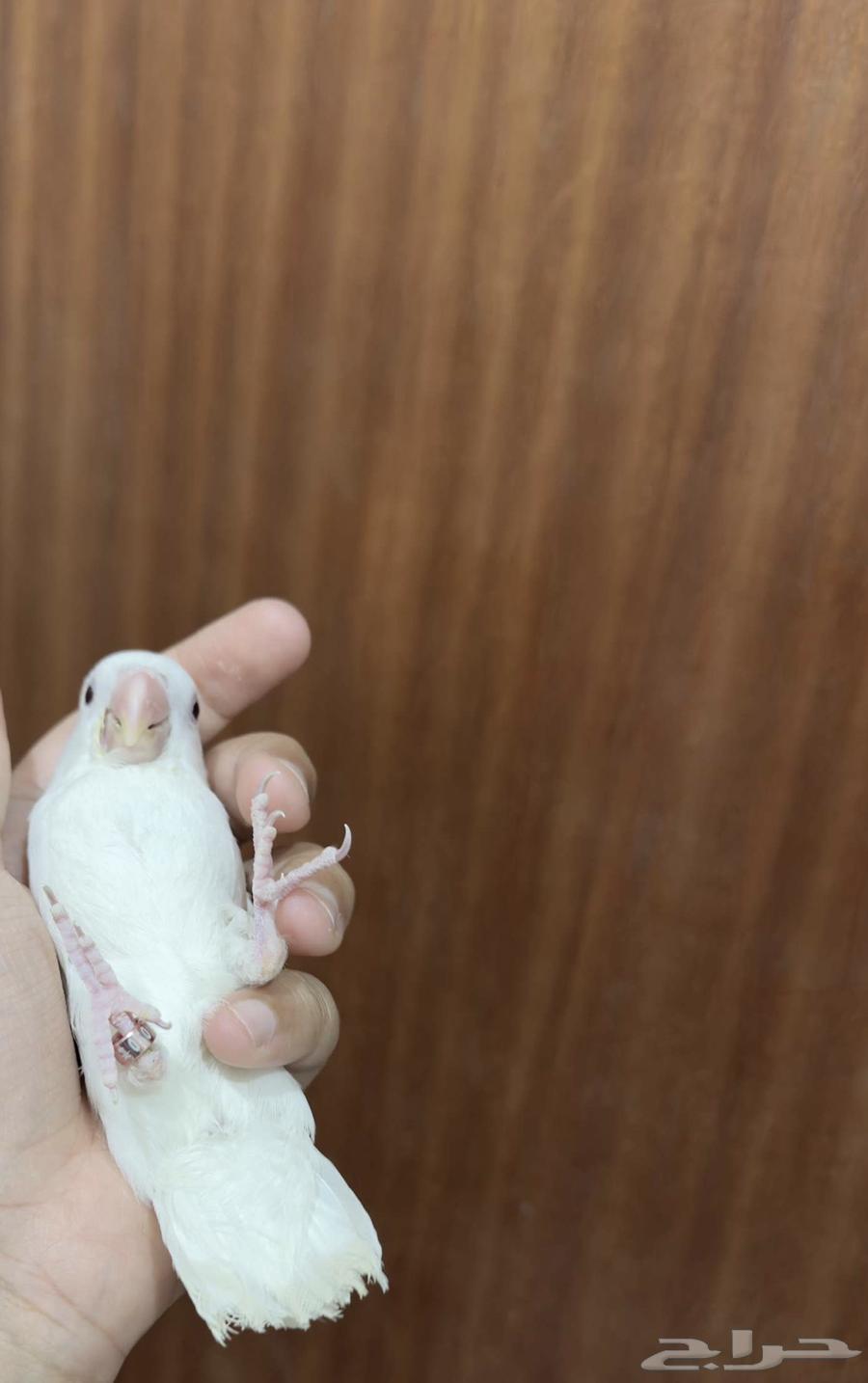 روز هدد نشبه البينو لعوب64389667944322112