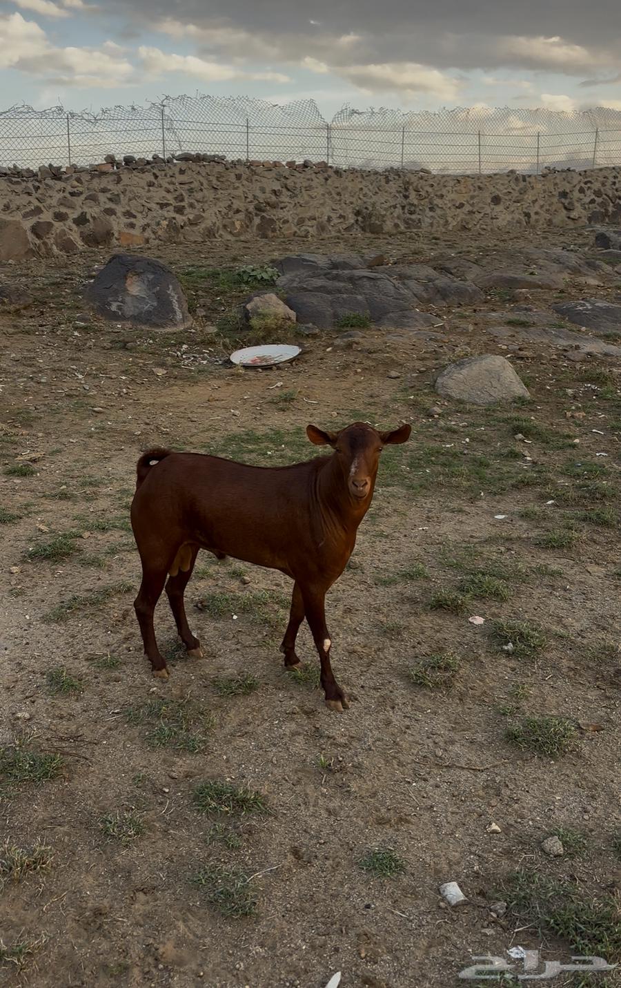 تيس فحل اجم سنه رباع64389681288707110