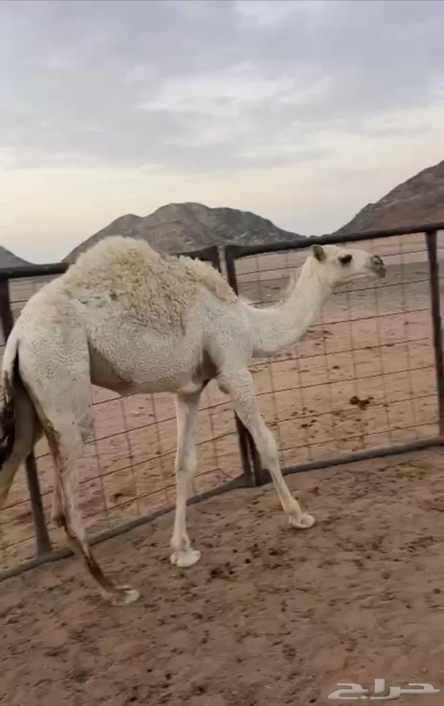 للبيع البكره العمر 6شهور64381575683459110