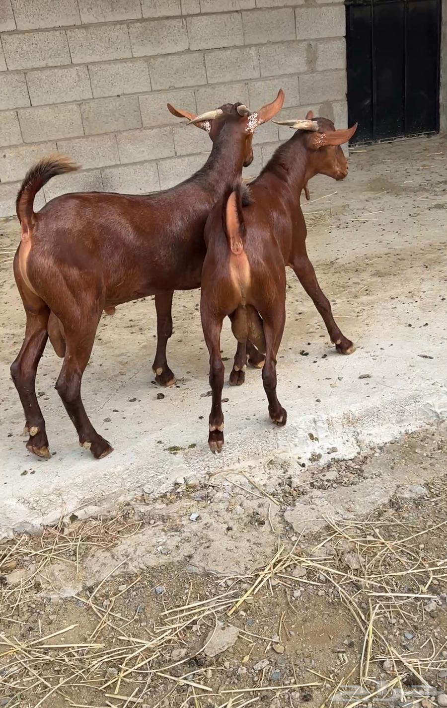 Tenth grade excellence class date syrup project64391453476737113