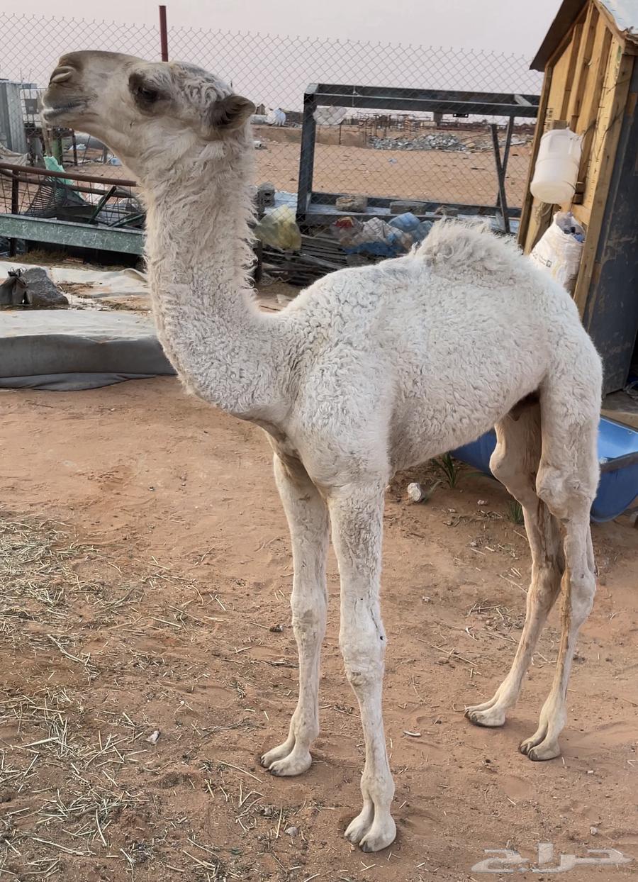 للبيع حوار كفوو64386821919617110