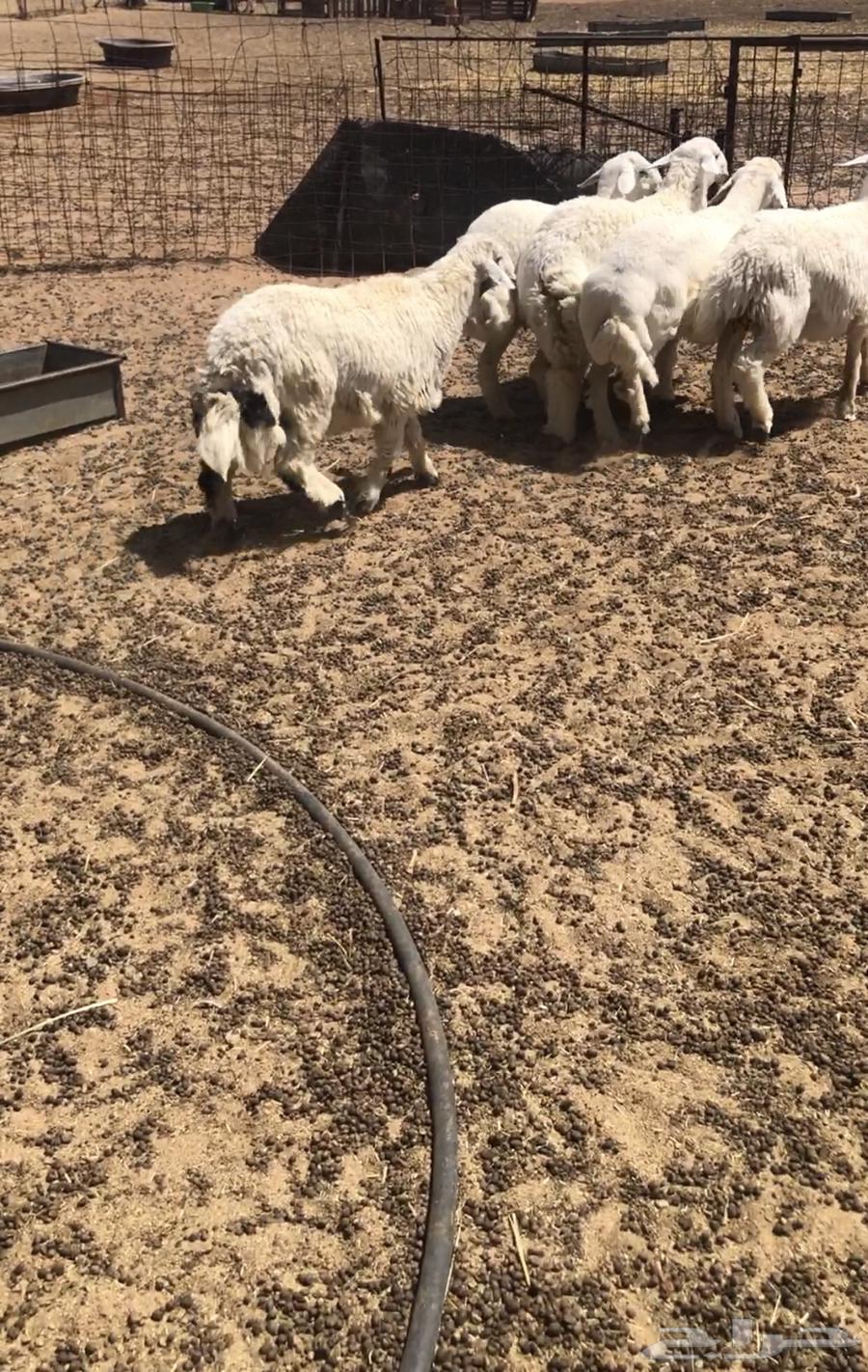 خرفان لبيع64387662639363111