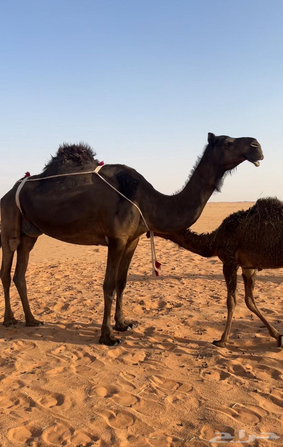 Ten sheep sold, the last of the flock, reason for sale is color64385341734273111