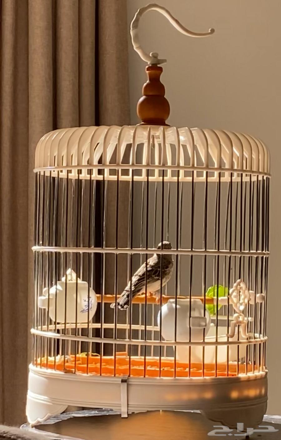 ياسمين. طايفي. تغريد نار64384605176193110