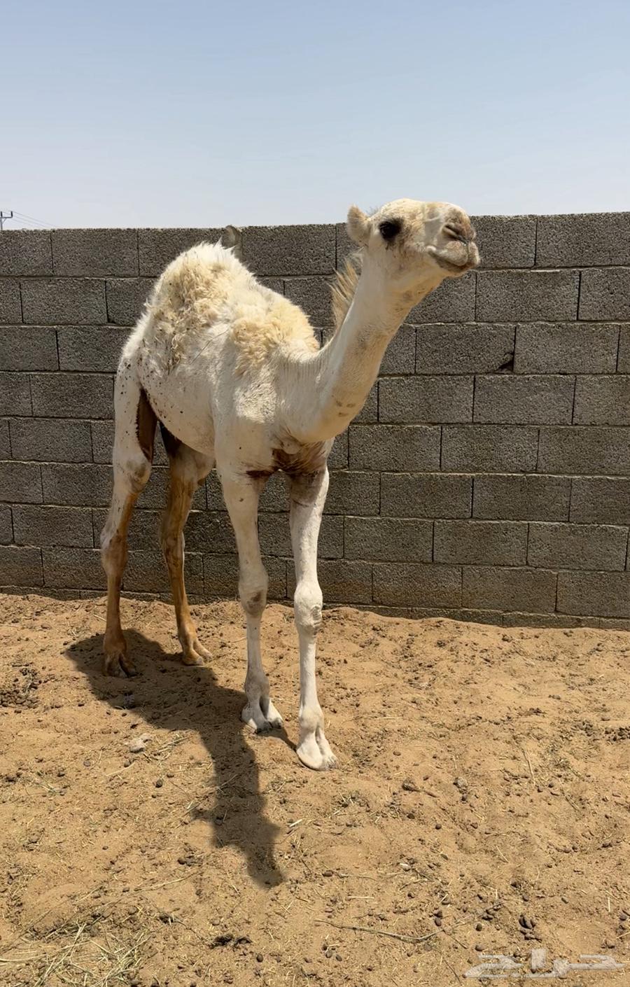 10قعدان كفو في بيشه64381562165761110