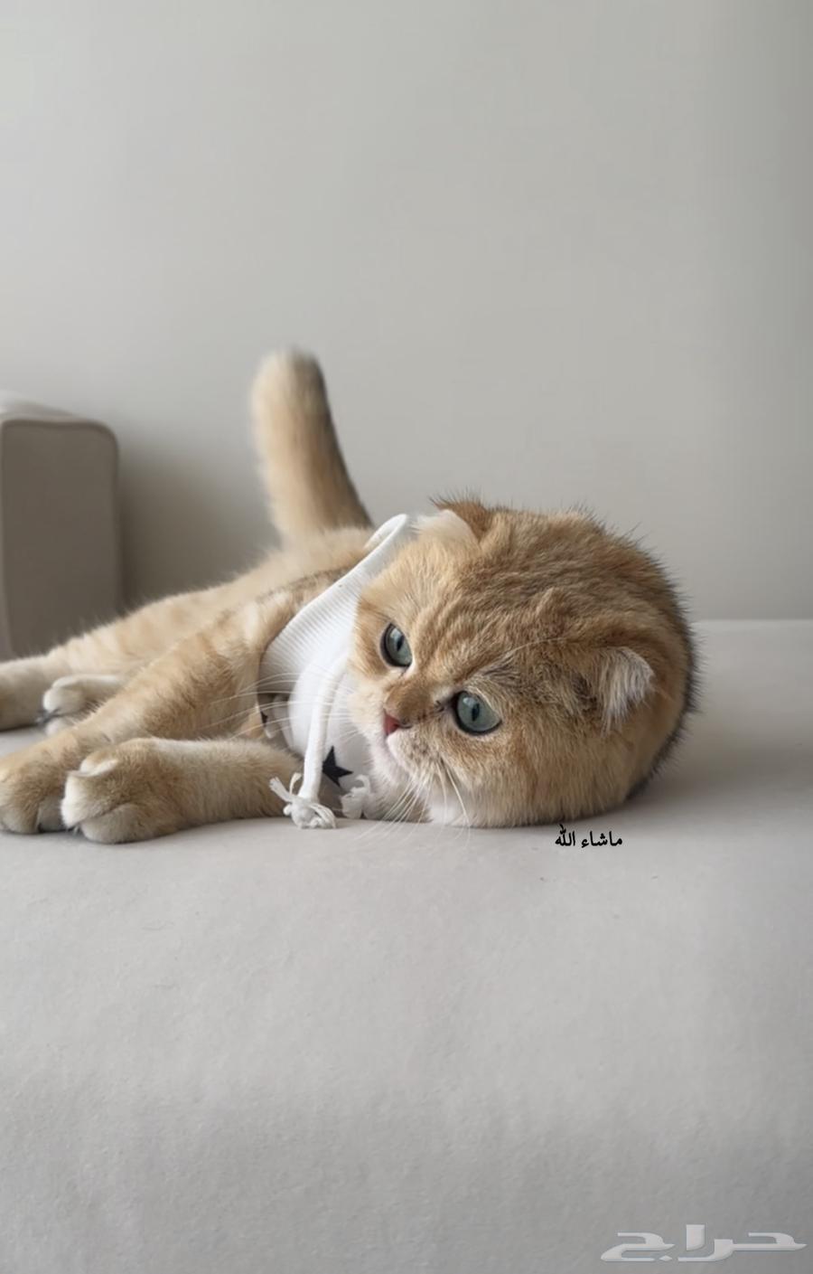 انثى سكوتش فولد قولد64381795483522111