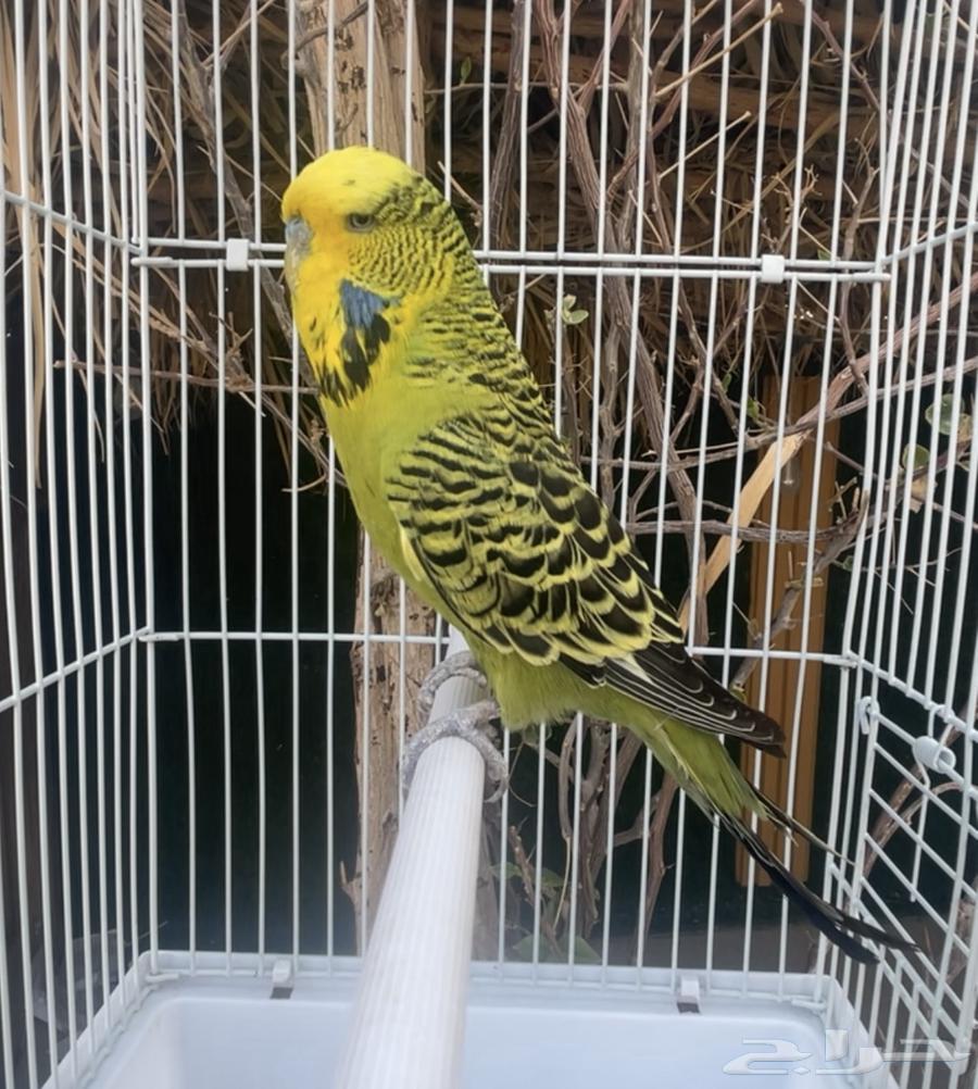 ذكر بادجي إنجليزي طيور حب64380847203969112