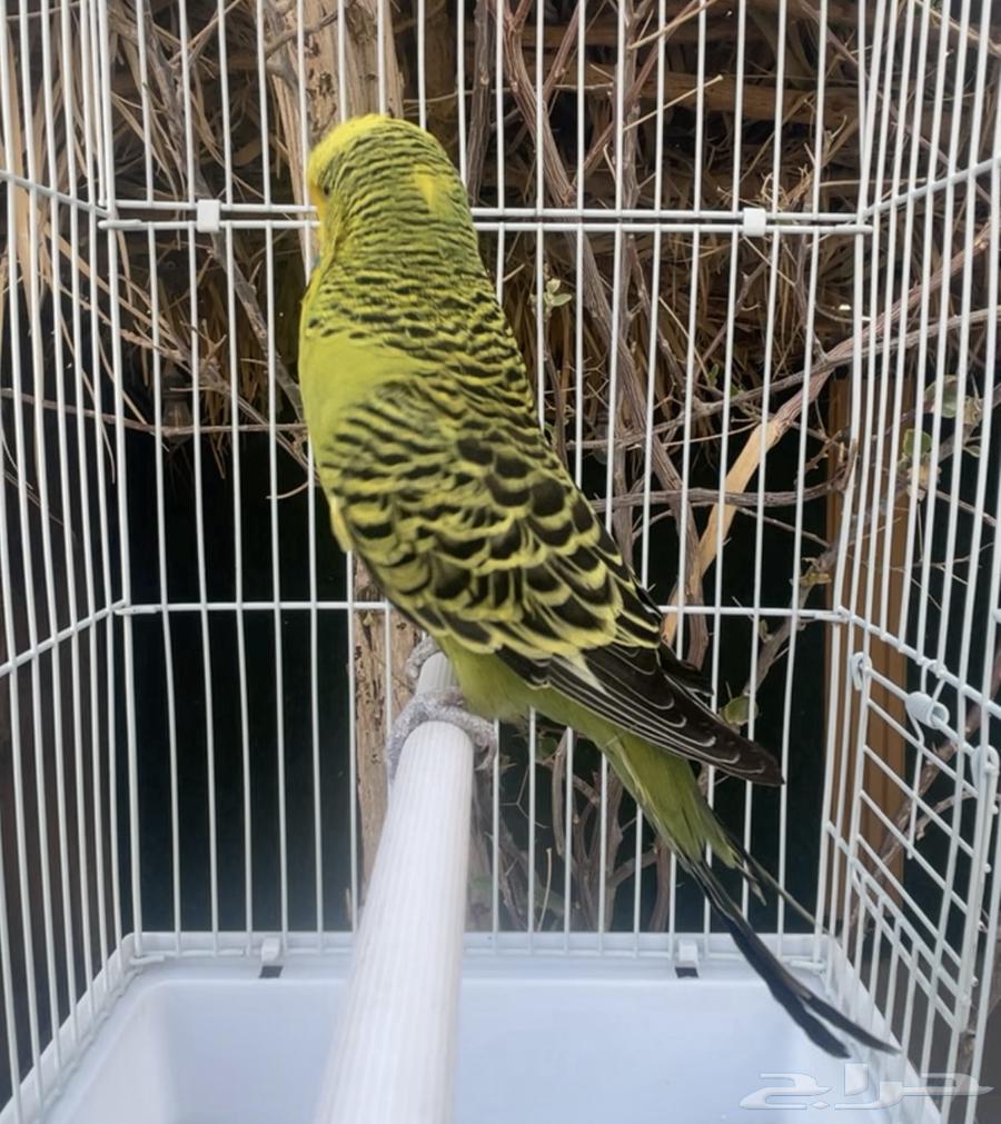 ذكر بادجي إنجليزي طيور حب64380847203969114