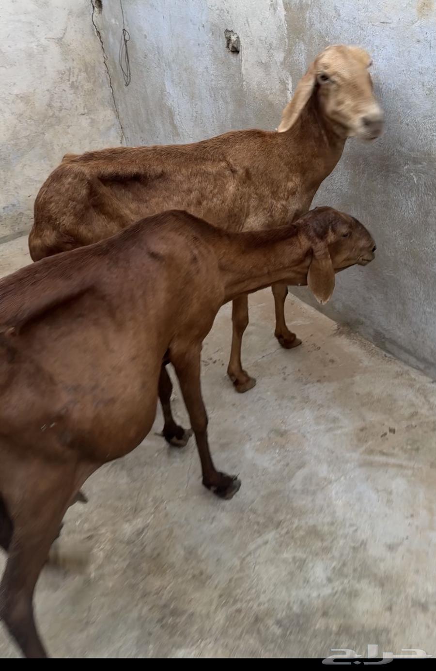 ضان سواكنيه64389294552193110