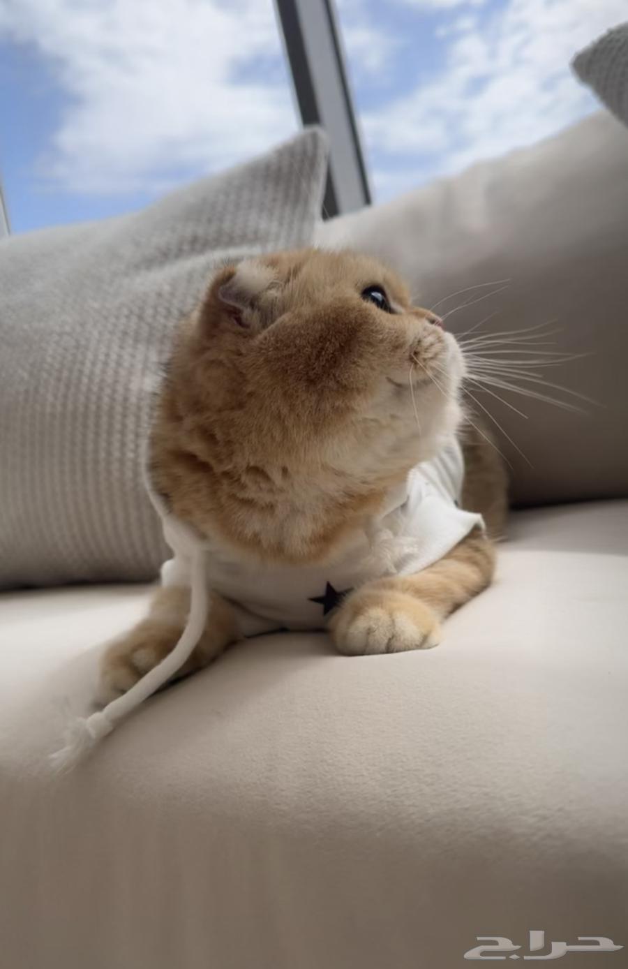 انثى سكوتش فولد قولد64381795483522113