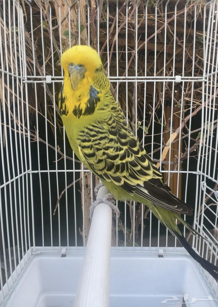 ذكر بادجي إنجليزي طيور حب64380847203969110