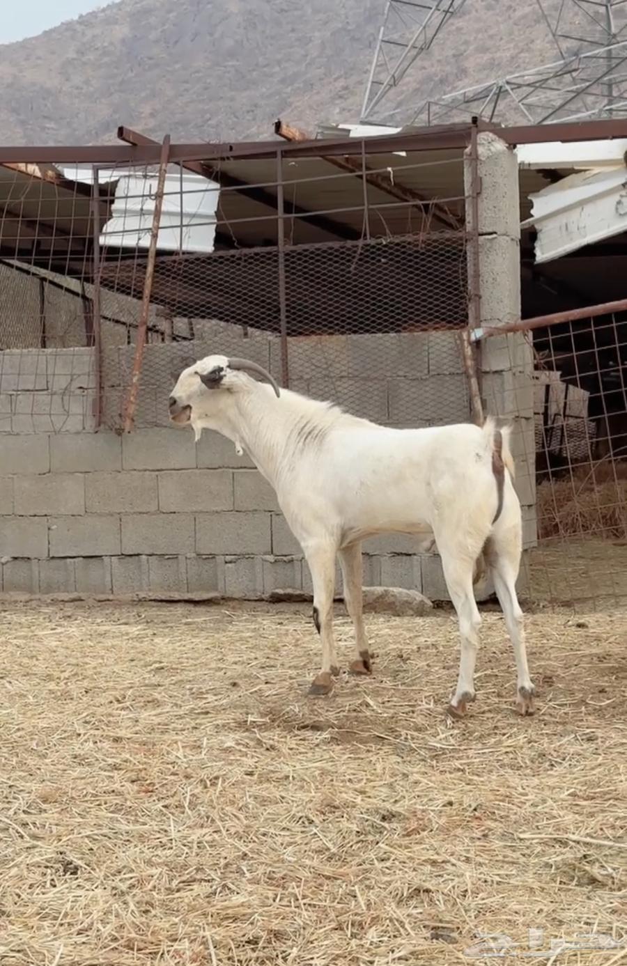 للبيع فحل بيشي صنف64382224553091110