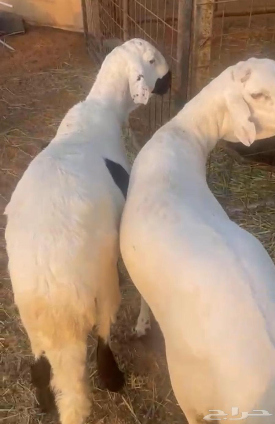 طليان سواكن64379822337409110