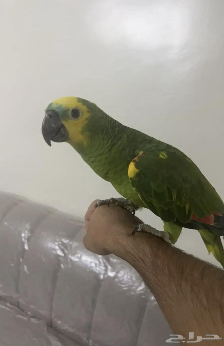 Amazonian Blue Fronted Hawk64383497430145110