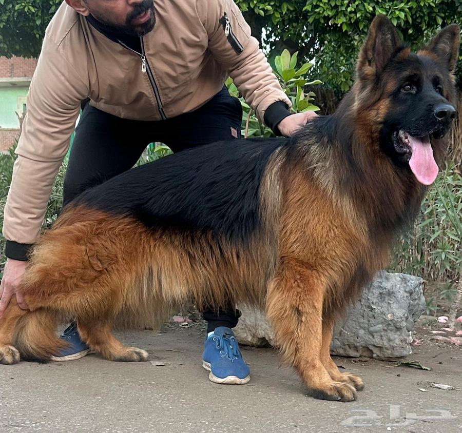 للبيع انثى جيرمن شولاين معاها جروه64385341790081114