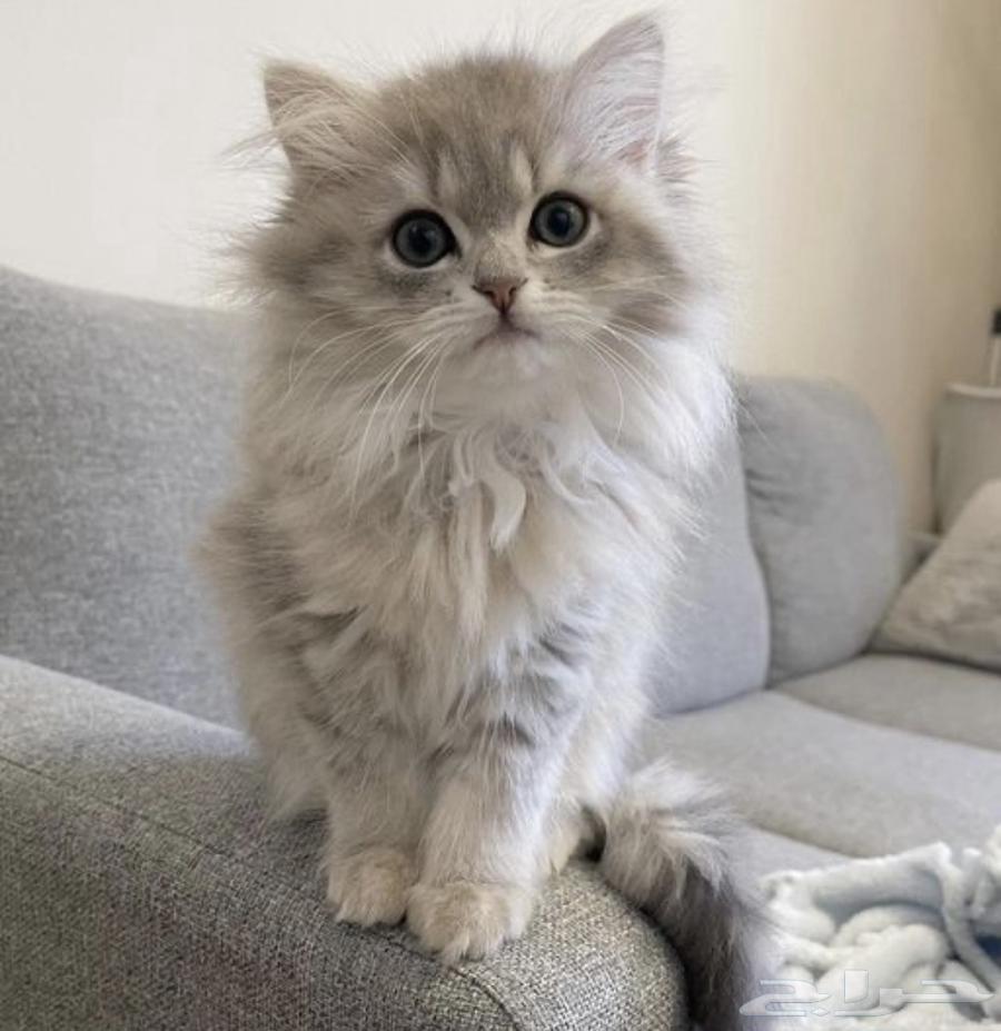 قطه للبيع64379268012675111