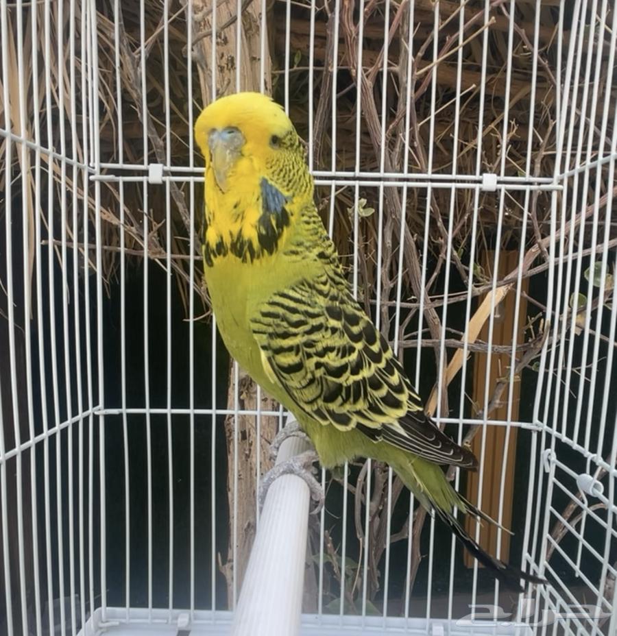 ذكر بادجي إنجليزي طيور حب64380847203969113