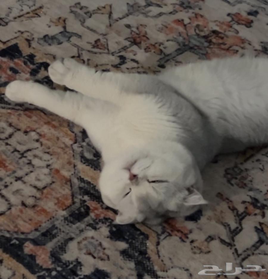 قط للبيع سكواتش فولد شورت هير64391133105665112