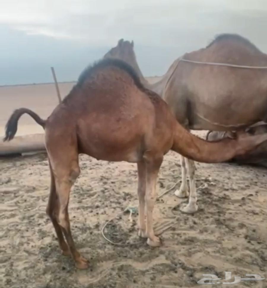 قعدان لباني فل شحم على حليب أمهاتها64377914859777110