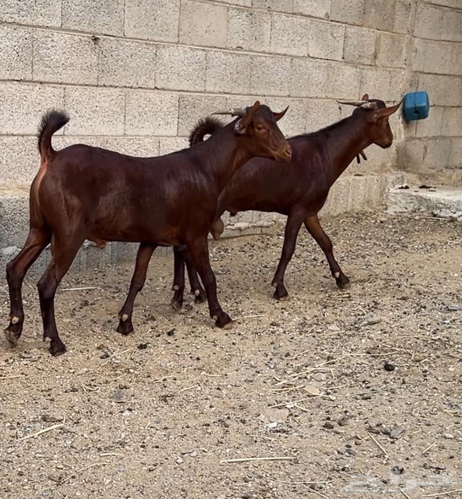 Tenth grade excellence class date syrup project64391453476737111