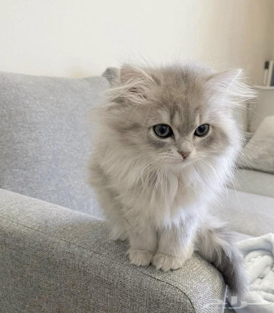 قطه للبيع64379268012675110