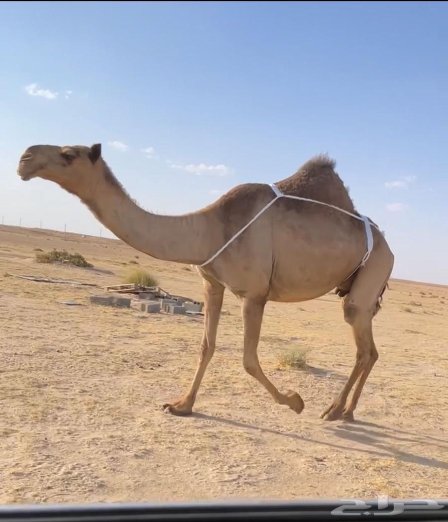 العشرا ام البكره الكفو64389196892417111