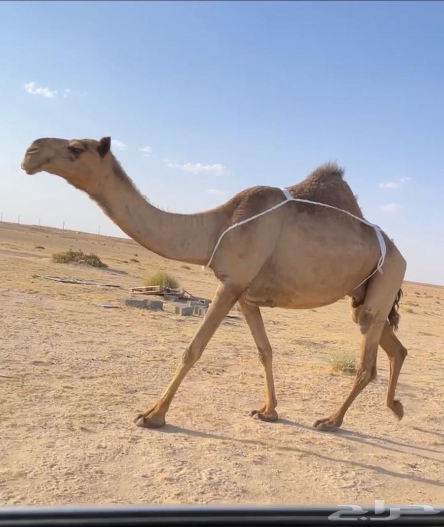 العشرا ام البكره الكفو64389196892417112